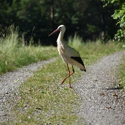 photos/Tierwelt/thumbnails/Storchenshooting in Salem1.jpg